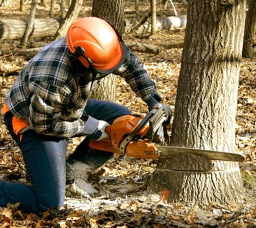 Tree Removal in Enola, AR